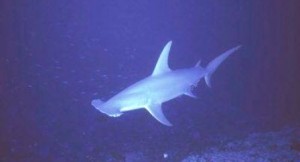 Straits of Tiran Hammerhead shark